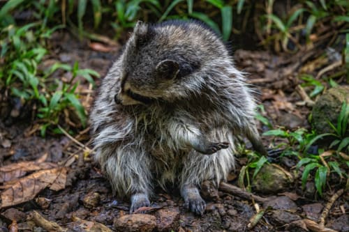 Coati se promenant sur le sol forestier près de l'Art Lodge Kafé à Bouillante, Guadeloupe