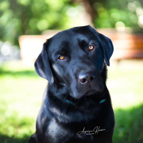Labrador noir aux yeux ambrés aux Rives du bel air, gîte français avec jardin verdoyant en arrière-plan