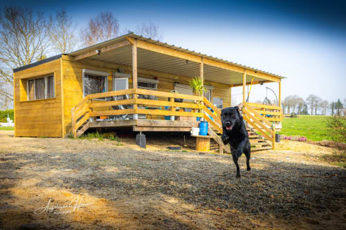 Chien noir debout devant une cabane en bois jaune aux Rives du bel air, gîte rural en Provence