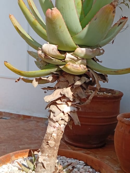 Plante de cactus succulente en pot de terracotta exposée au Riad Le Village Mogador, Essaouira