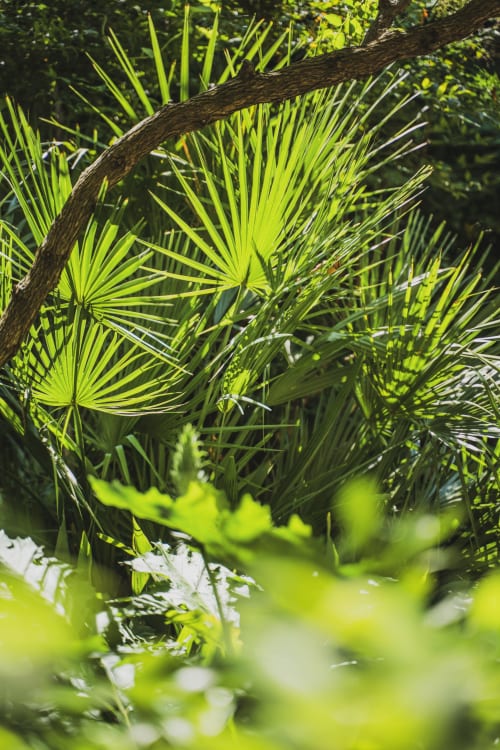 Frondes de palmier vert luxuriant et branches sombres dans le jardin de l'hôtel-boutique Les Jardins de Baracane, Avignon