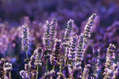 Fleurs de lavande violette en fleur aux Jardins de Baracane, un gîte et chambre d'hôtes à Avignon, France