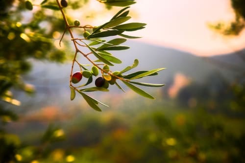 Branche d'olivier aux fruits mûrissants surplombant la campagne d'Avignon aux Jardins de Baracane