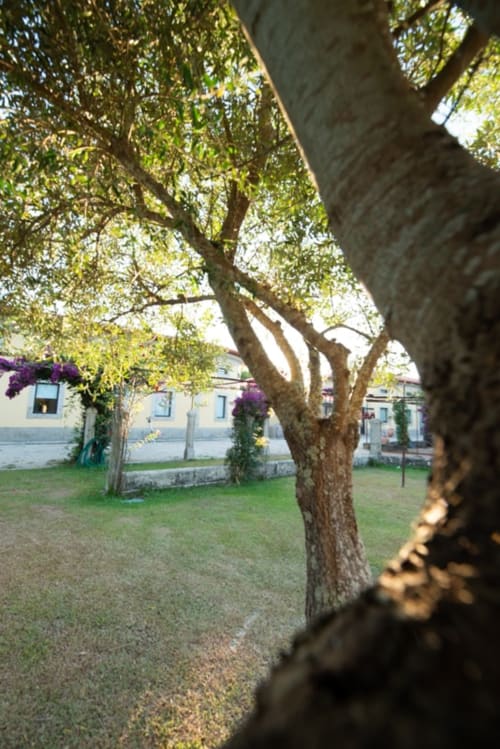 Milenar oliveira no pátio-jardim do hotel Quinta da Malaposta, Vila Nova de Cerveira