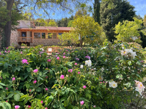Rosas rosa e brancas florescem no jardim da Quinta da Mata de Baixo, Ferreira do Zêzere, com a casa rural Casa do Plátano ao fundo