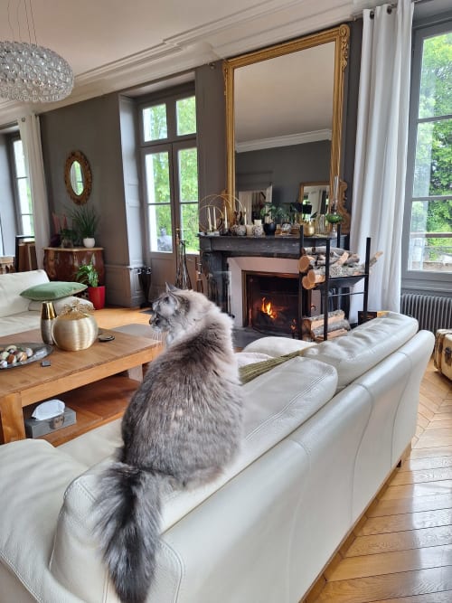 Chat gris sur un canapé crème surplombant la cheminée dans l'élégant salon de Les Rives De La Tronne, Mer