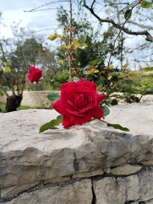 Vibrant red rose blooming on stone wall at Quinta Boa Vida, Alcobaça mountain chalet with garden backdrop