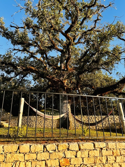 Ancient cork oak tree behind metal gate at Quinta Boa Vida cottage in Alcobaça, Portugal with hammock visible