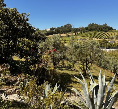 Quinta Boa Vida cottage view overlooking olive groves and vineyards in Alcobaça, Portugal