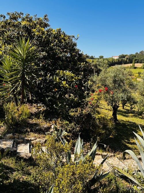 Lush Mediterranean garden at Quinta Boa Vida cottage in Alcobaça with olive trees and flowering plants