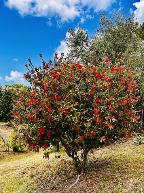 Vibrant red flowering shrub in garden at Quinta Boa Vida cottage in Alcobaça, Portugal, with blue sky and olive trees