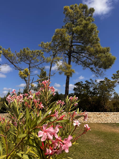 Pink flowers and tall pine trees at Quinta Boa Vida cottage in Alcobaça, Portugal