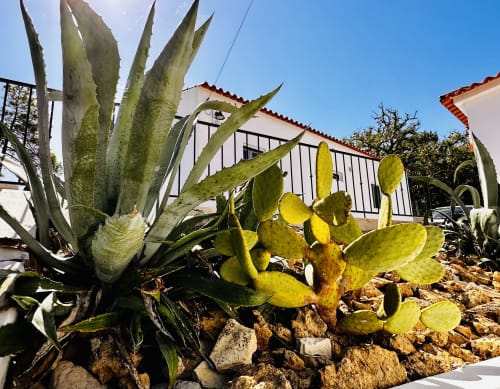 Agave and prickly pear cacti in the garden of Quinta Boa Vida villa in Alcobaça, Portugal