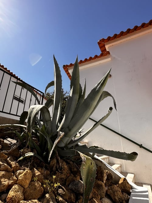 Agave plant in rocky garden at Quinta Boa Vida villa in Alcobaça, Portugal with white-walled building and terracotta roof