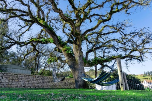 Moss-covered oak tree with hammock in garden at Quinta Boa Vida, Alcobaça Portugal