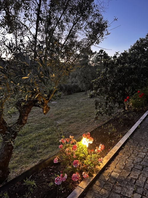 Pink roses blooming on terrace of Mountain View Chalet at Quinta Boa Vida, Alcobaça, with olive trees and garden beyond