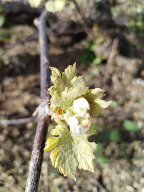 White flower blooming on grapevine branch at Quinta Boa Vida mountain view chalet in Alcobaça, Portugal