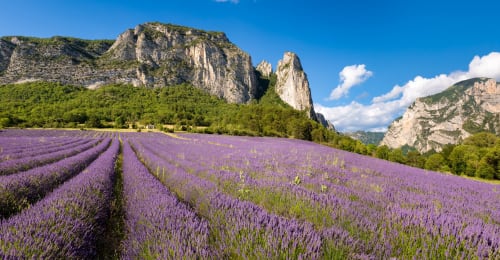 Champs de lavande violets avec des falaises calcaires spectaculaires en Provence, France près du gîte Entre Ciel et Lettres