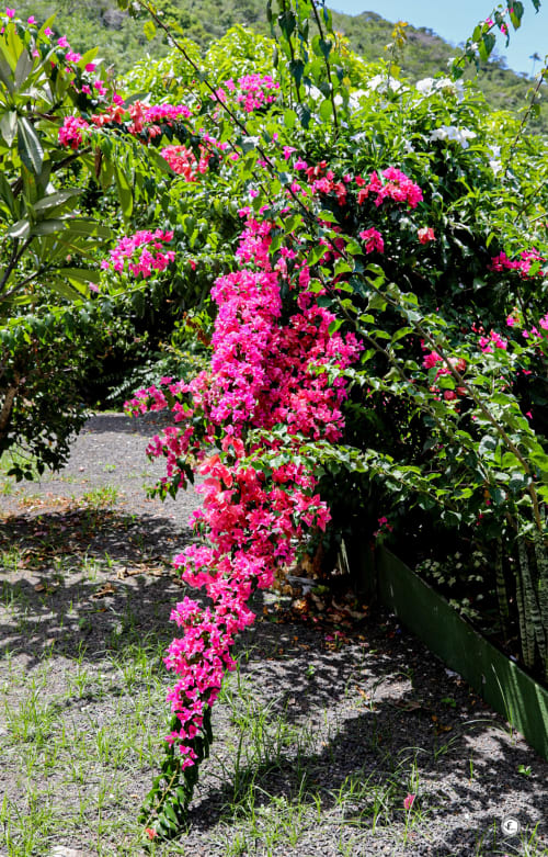 Fleurs de bougainvillée rose vif en cascade dans un jardin tropical à Aimehome, Teavaro