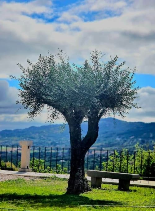 Antiga oliveira retorcida com vista para colinas ondulantes na adega Tranca da Barriga, Covilhã Portugal
