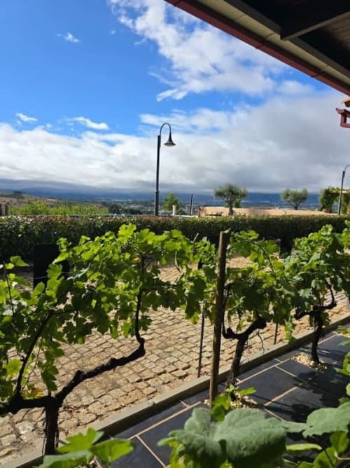 Vista do vinhedo da casa de vinhos Tranca da Barriga em Covilhã, com paisagem de vale e céu azul