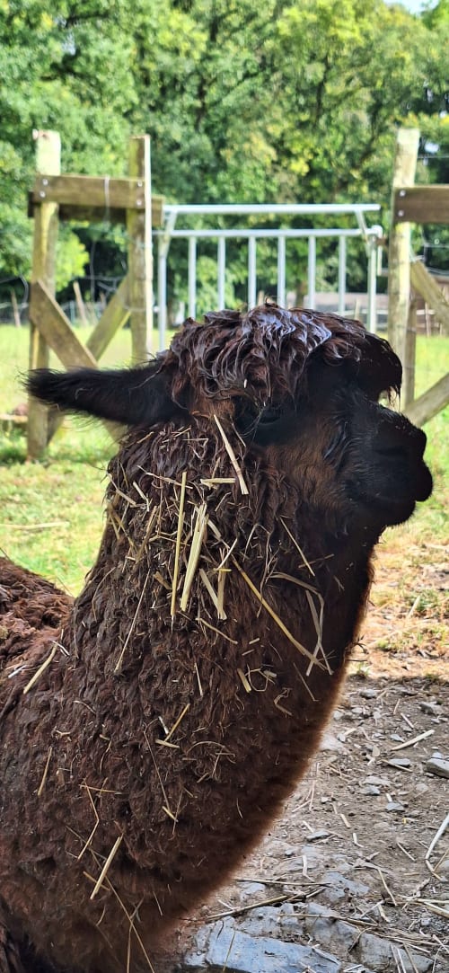 Lama noir mangeant du foin à la ferme Le Clos du Tay, La Gacilly