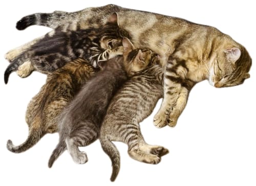 Gata amamantando gatitos en Casale Artemisia, una encantadora casa rural en Capalbio, Italia