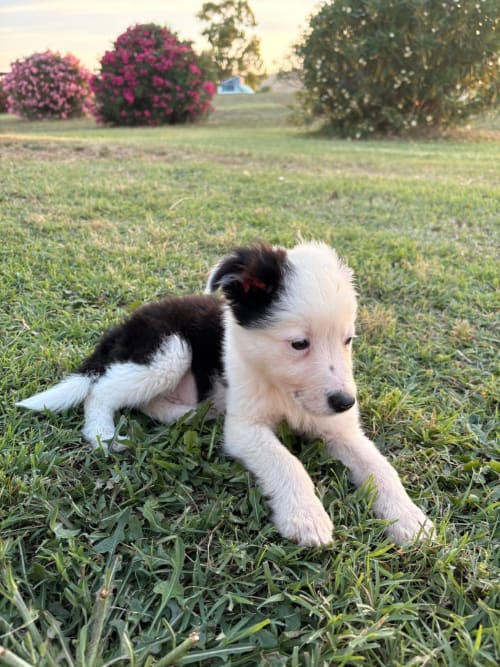 Cachorro blanco y negro jugando en el jardín de Casale Artemisia, una casa rural en Capalbio