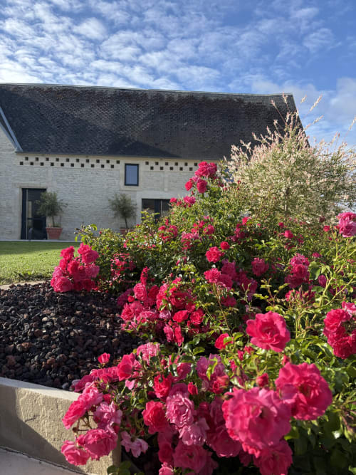 Roses roses en fleur dans le jardin du Domaine Des Hêtres, gîte accessible en fauteuil roulant à Longraye, France