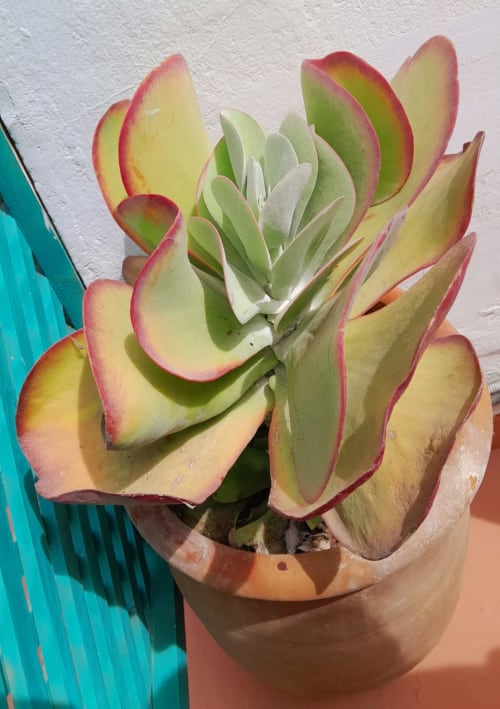 Colorful succulent plant with pink-edged leaves in terracotta pot at Vent Des Dunes & Spa, Essaouira