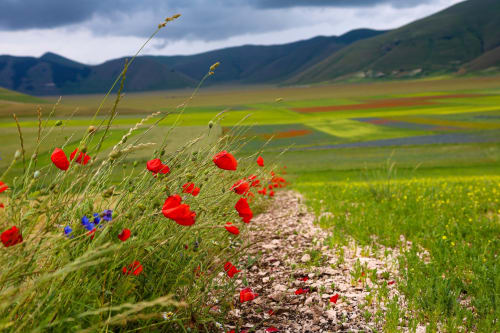 Prato fiorito con papaveri rossi e fiori blu lungo un sentiero, montagne sullo sfondo vicino a Le Mura in Italia