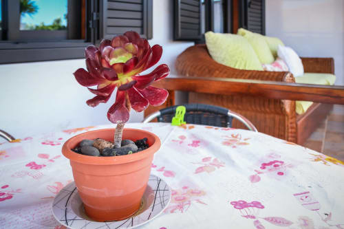 Suculenta roja en maceta de barro sobre mesa en apartamento Villanueva Lanzarote con vistas al jardín