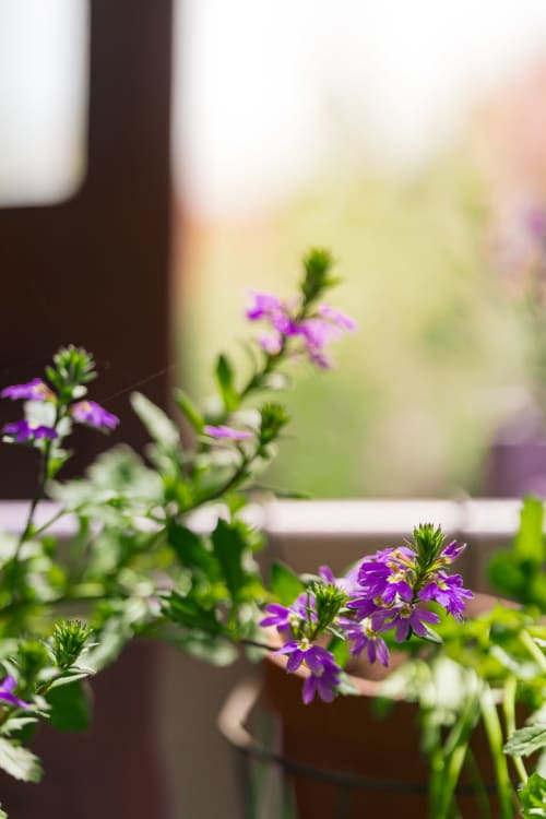 Fleurs violettes aux tiges vertes dans le jardin des Gîtes du Rouard, une maison d'hôtes rurale à Camiers, France