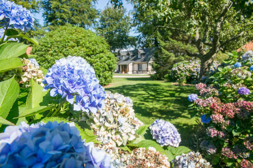 Hortensias bleus et blancs dans le jardin verdoyant de Clos Céleste, chambres d'hôtes en campagne à Ecrainville, France