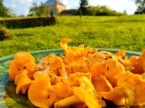 Chanterelles dorées fraîches sur assiette avec vue sur la campagne du Périgord et maison en pierre du Domaine de Labrousse