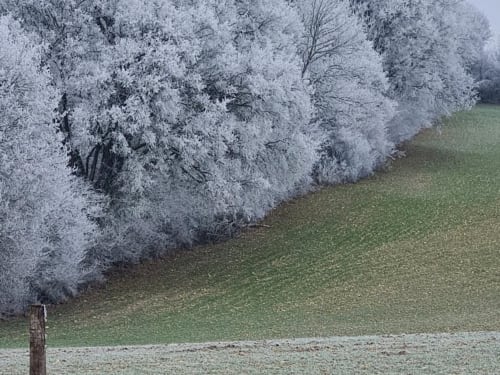 Arbres givrés bordant un champ verdoyant au Domaine de Labrousse, gîte du Périgord, Agonac, France