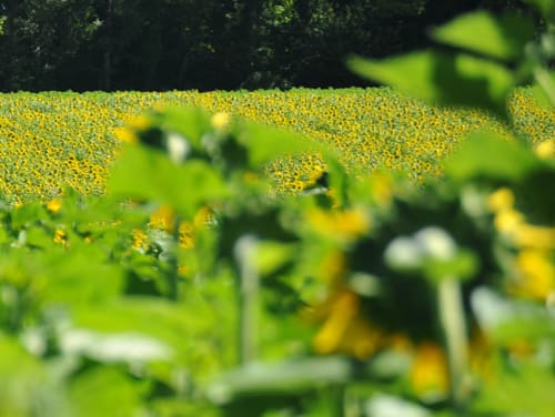 Champ de tournesols en fleurs au Domaine de Labrousse, une charmante maison d'hôtes en Périgord, France
