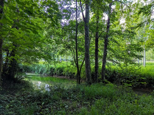 Ruisseau paisible à Domaine Alga B&B à Bourg-Charente, France, entouré d'une végétation verte luxuriante