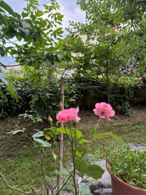 Rose rosa in fiore nel giardino di Il Giardinetto di Elelú B&B a Orvieto, Italia