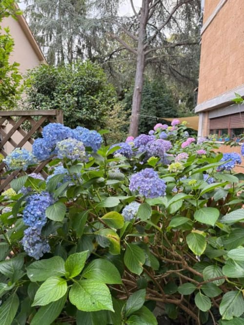 Rigogliose ortensie blu e rosa in fiore nel giardino di Il Giardinetto di Elelú a Orvieto, Italia