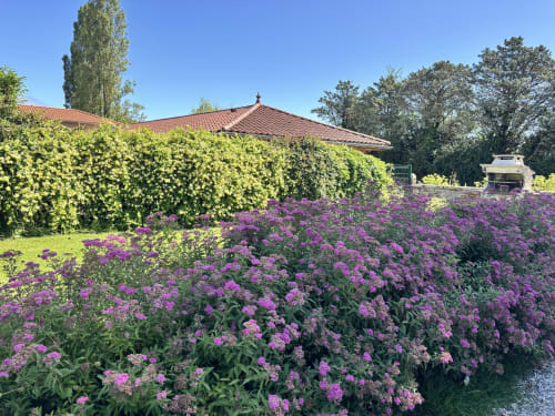 Fleurs violettes en fleur au Domaine du Pin à Romans, France avec maison et haies vertes