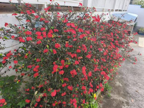Des fleurs rouges éclatantes s'épanouissent à la Résidence B&L Lagon à Sainte-Luce, Martinique