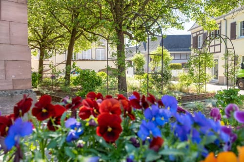 Pensamientos coloridos florecen en el jardín Les Ambrades de Kaysersberg Vignoble, rodeados de edificios históricos y enredaderas