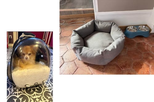Équipements adaptés aux animaux au Au Richebourg Nogent : sac à dos de transport et lit douillet pour chiens à la maison d'hôtes de Nogent-sur-Seine