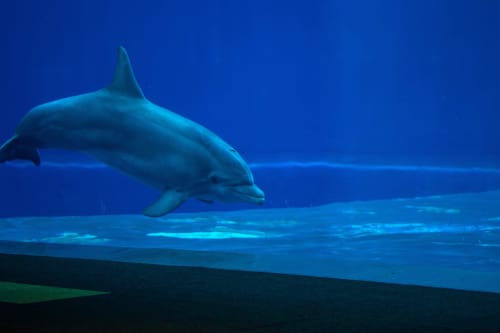 Delfino che nuota nelle acque blu dell'oceano vicino a Genova, Italia