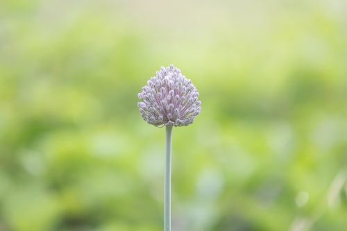 Délicat allium violet en fleur à l'hôtel Allegria, Bajardo