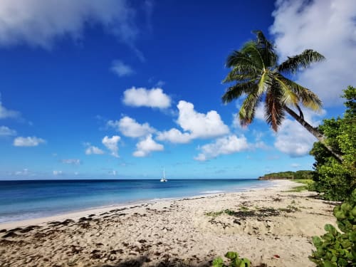 Plage de sable blanc à Sainte-Luce avec palmier, eaux turquoise et voilier à la Résidence B&L Lagon