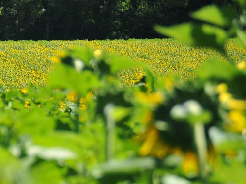 Champ de tournesols au Domaine de Labrousse, un charmant gîte en Périgord, France