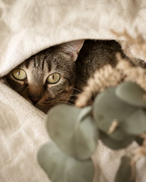 Tabby cat peeking from beige blanket at Les Rives De La Tronne hotel in Mer, France