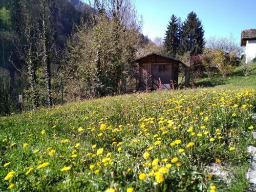 Prairie aux pissenlits jaunes et chalet en bois du Gîte Les Boleros à Queige, Alpes françaises